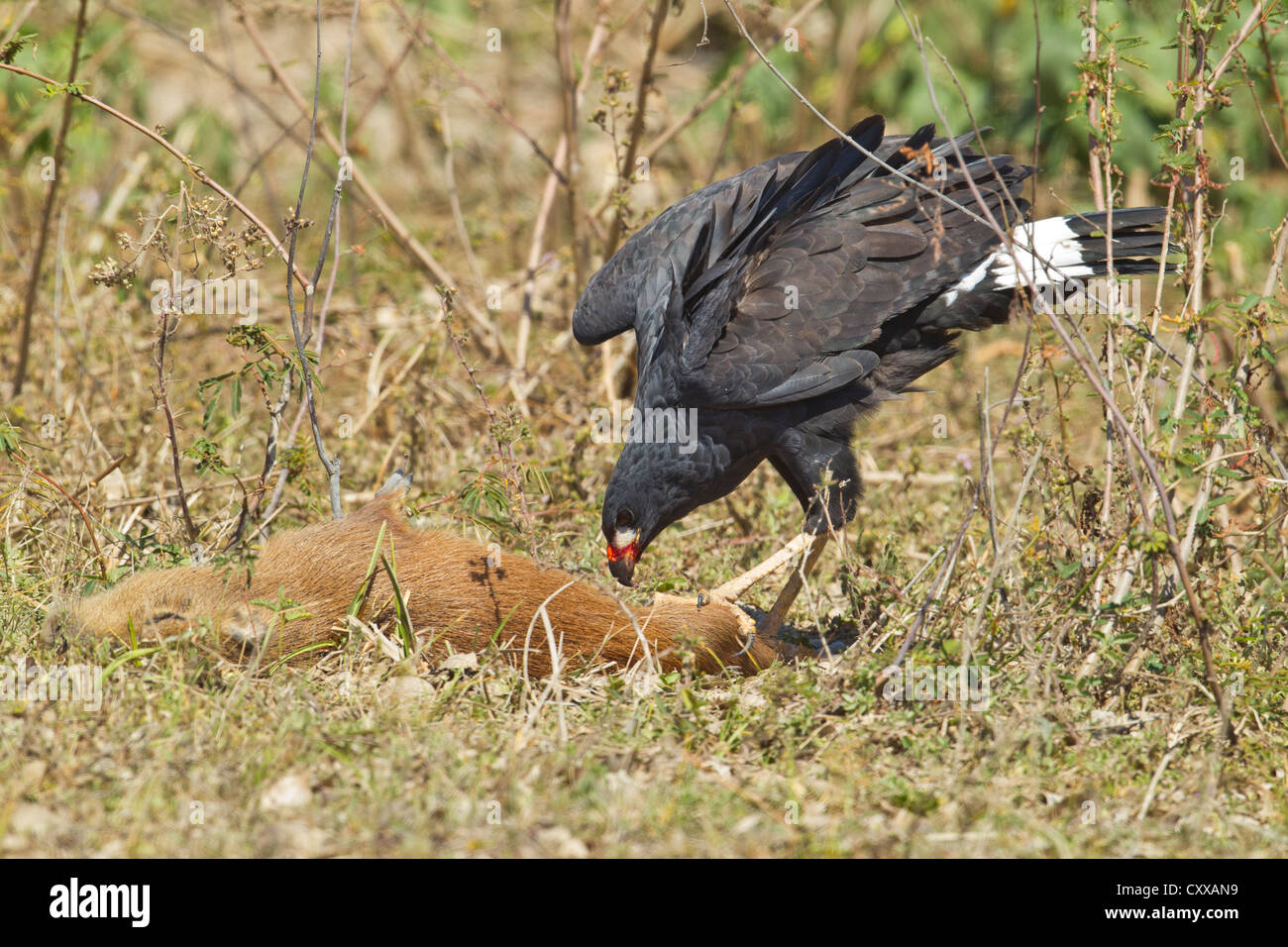 Grande Black Hawk (Buteogallus urubitinga) alimentazione su un capibara Foto Stock