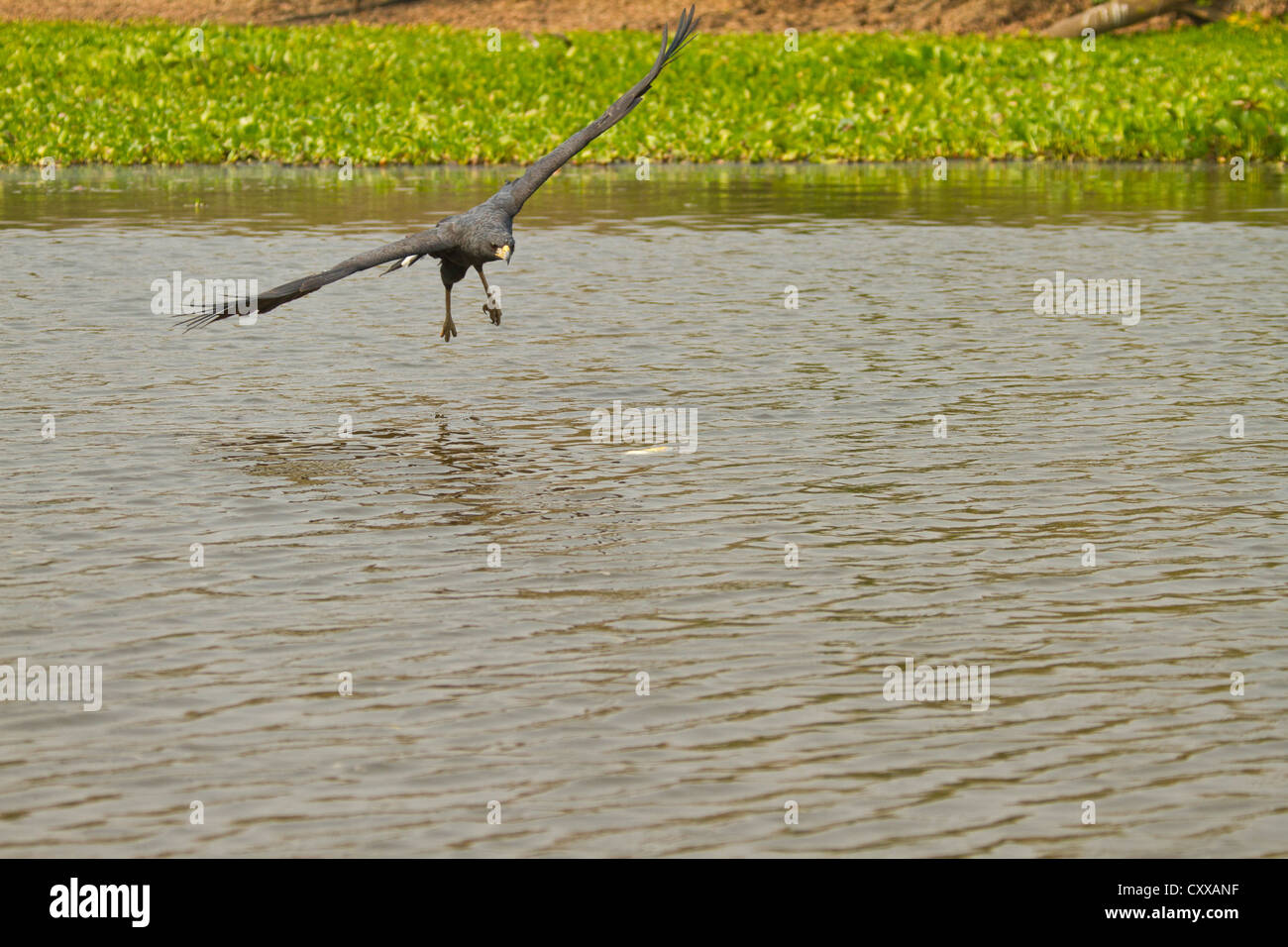 Grande Black Hawk (Buteogallus urubitinga) circa per catturare un pesce Foto Stock