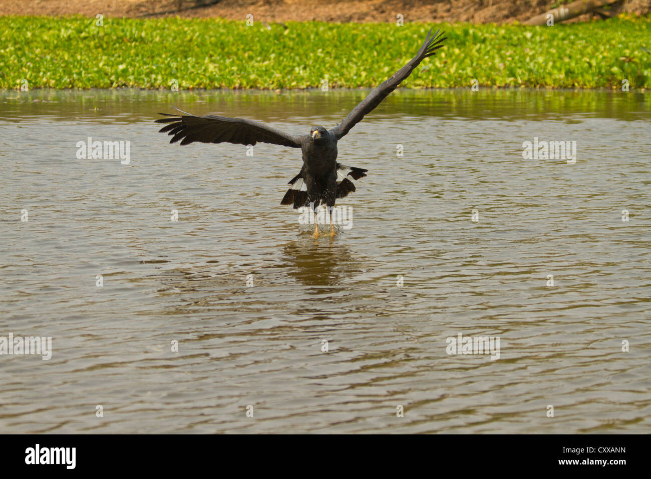 Grande Black Hawk (Buteogallus urubitinga) per la cattura di pesce Foto Stock