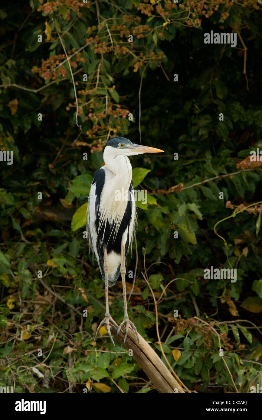 Cocoi airone rosso (Ardea cocoi) Foto Stock