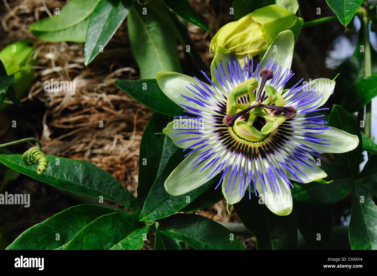 Frutto della passione - fiore di Passiflora caerulea Foto Stock