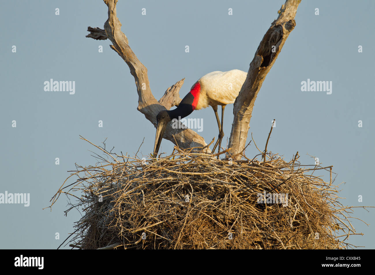 Jabiru Aeroporto (Jabiru Aeroporto mycteria) nido Foto Stock