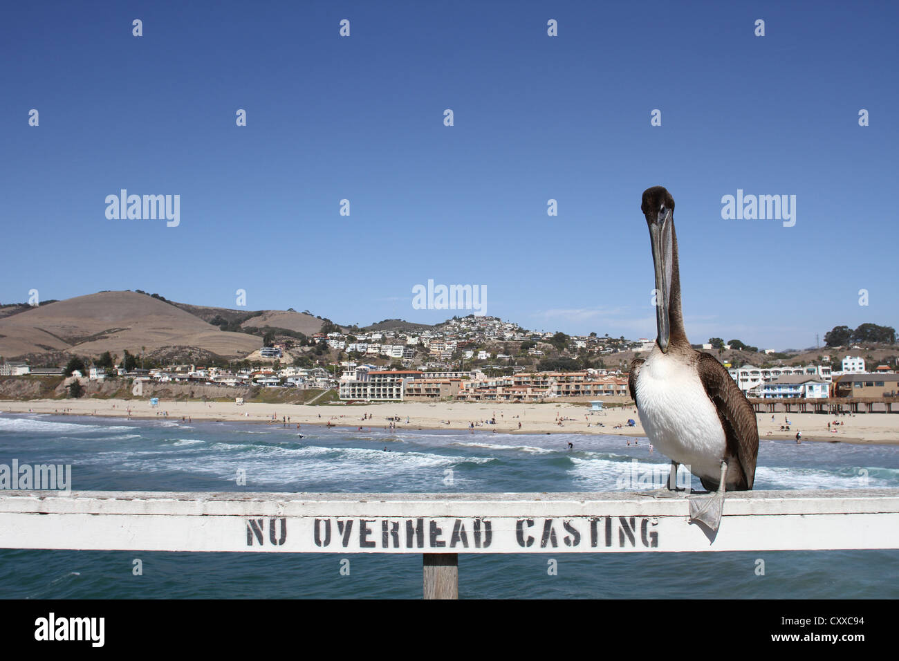 Un pellicano appollaiato su una rotaia del molo a Pismo Beach, California. Foto Stock