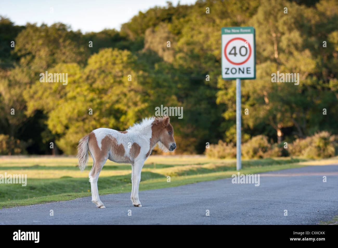 Un pony Shetland puledro sorge nella strada nella nuova foresta con un 40 MPH segno in background Foto Stock
