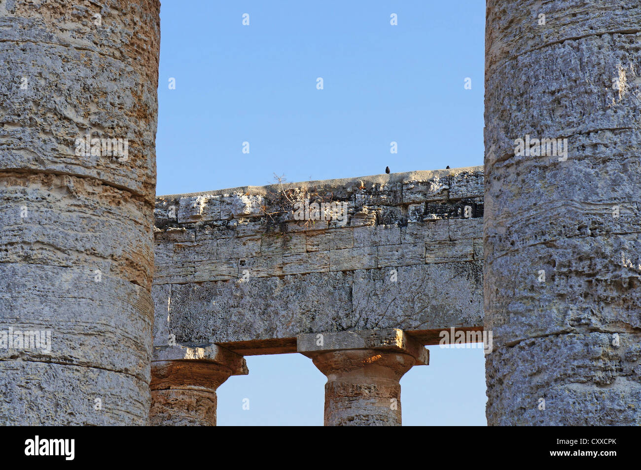 Gli uccelli sulla trabeazione del tempio greco di Segesta in Sicilia Foto Stock
