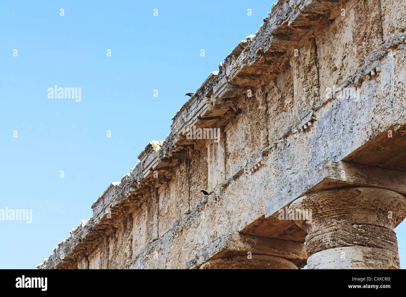 Gli uccelli sulla trabeazione del tempio greco di Segesta in Sicilia Foto Stock