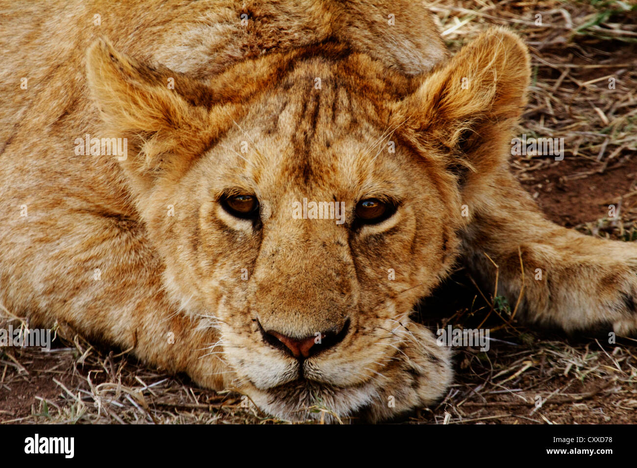 Un LION CUB appoggiata nel Serengeti Foto Stock
