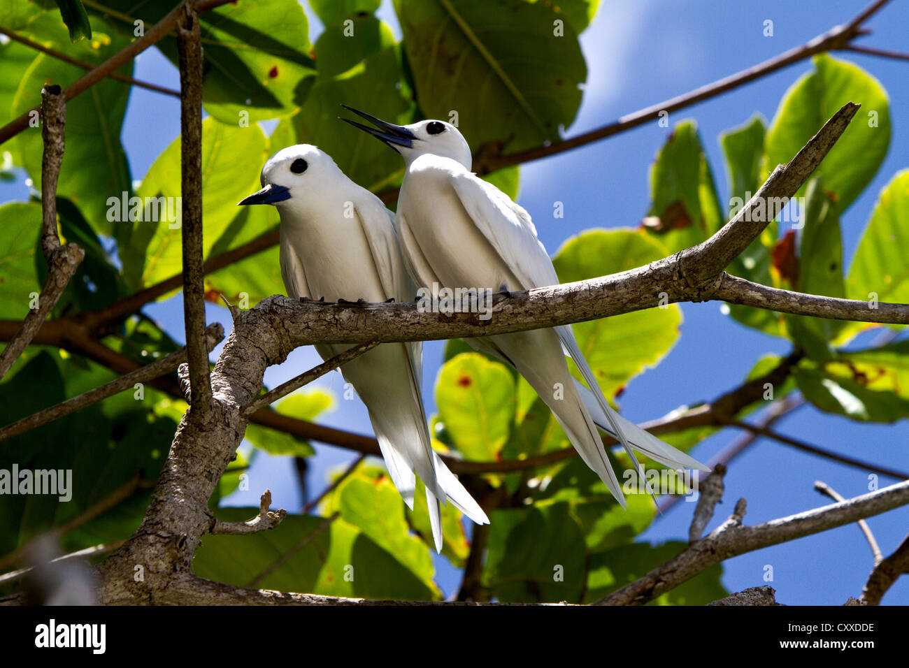 Comune di sterne bianche (Gygis alba), Marianne Island, Seychelles, Africa, Oceano Indiano Foto Stock