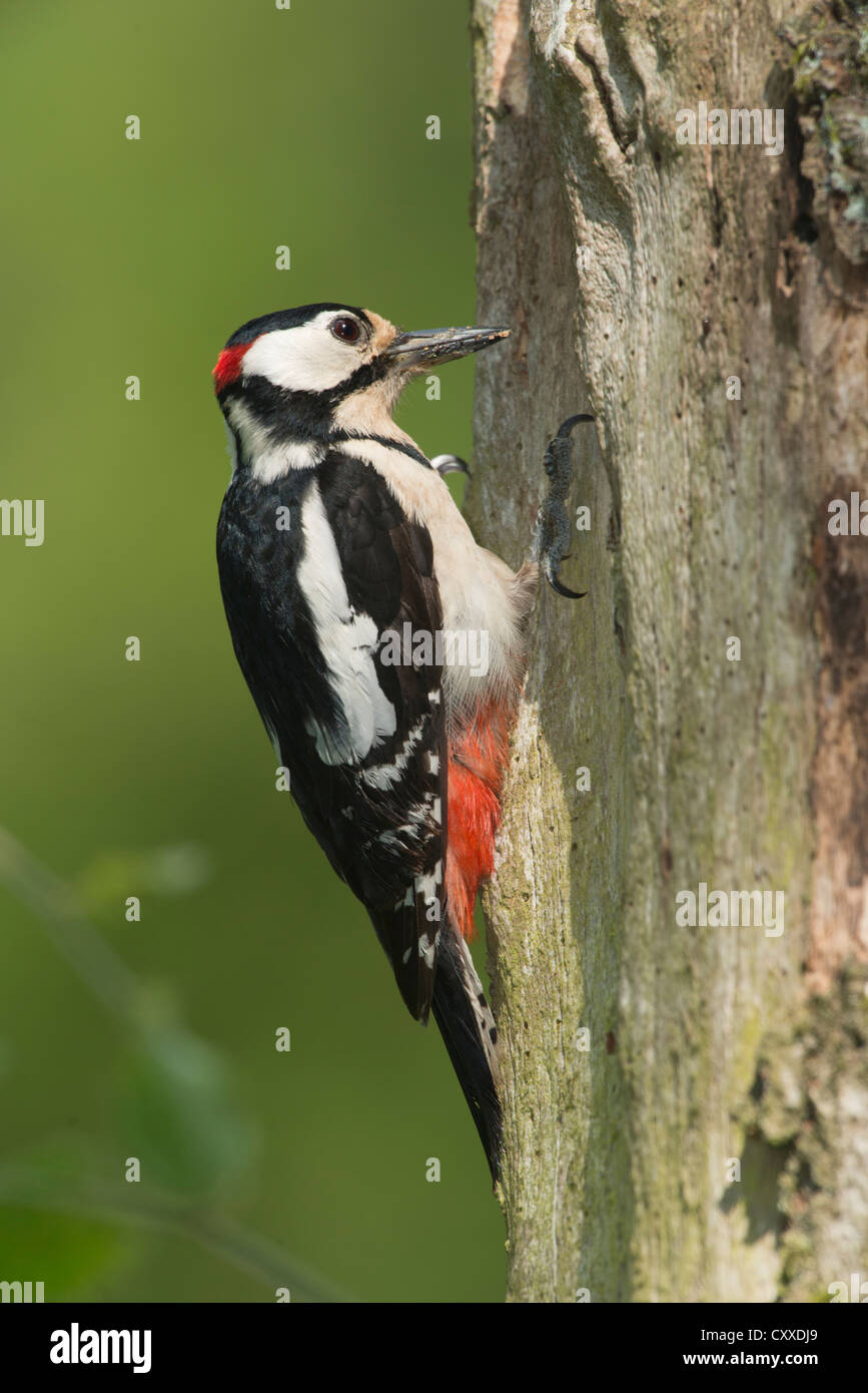 Picchio rosso maggiore (Dendrocopos major), Bitburg, Renania-Palatinato Foto Stock