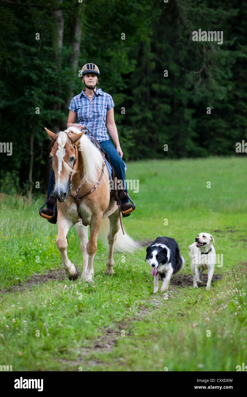 La donna in sella ad un cavallo Haflinger con un western briglia, in un campo con Labrador e Border Collie come compagni di equitazione Foto Stock