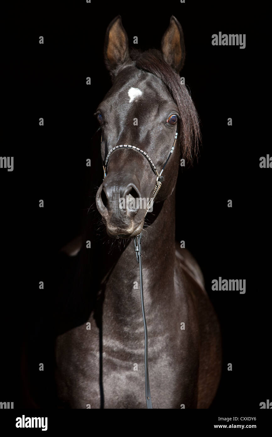 Thoroughbred Arabian Horse, stallone nero ritratto con show briglia Foto Stock