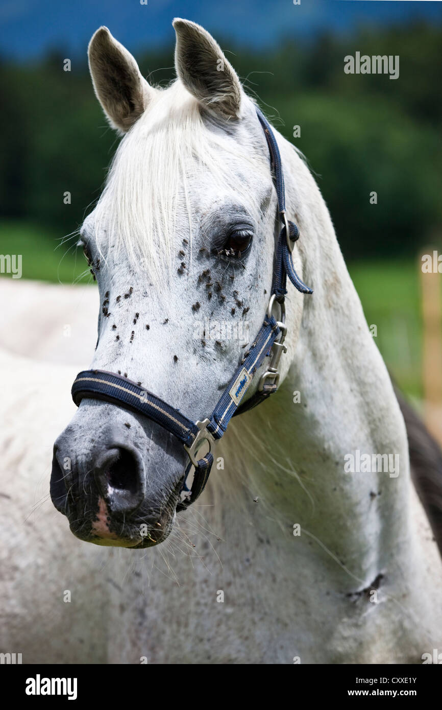 Peste di mosche in estate sulla testa di purosangue Arabian Horse, Tirolo del nord, Austria, Europa Foto Stock