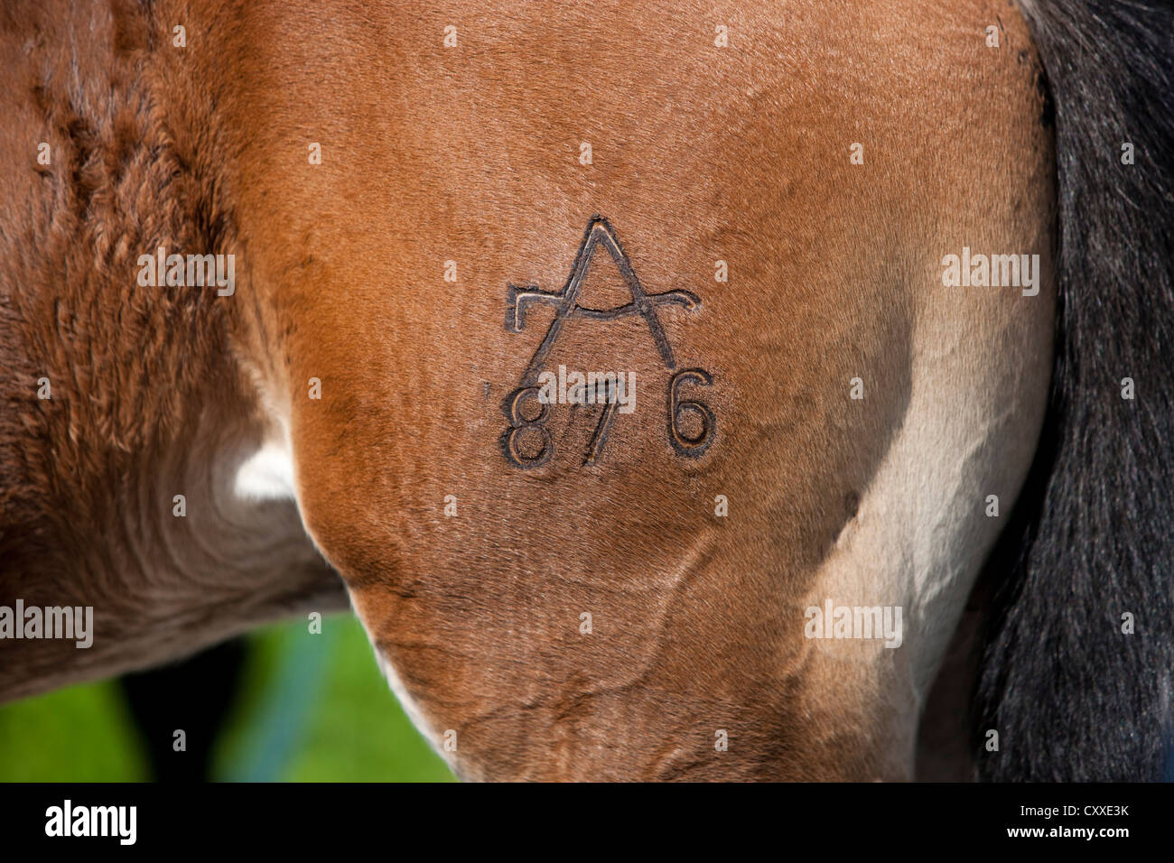 Con il marchio fresco cavallo, Austrian warmblood puledro, bay colore, Tirolo del nord, Austria, Europa Foto Stock