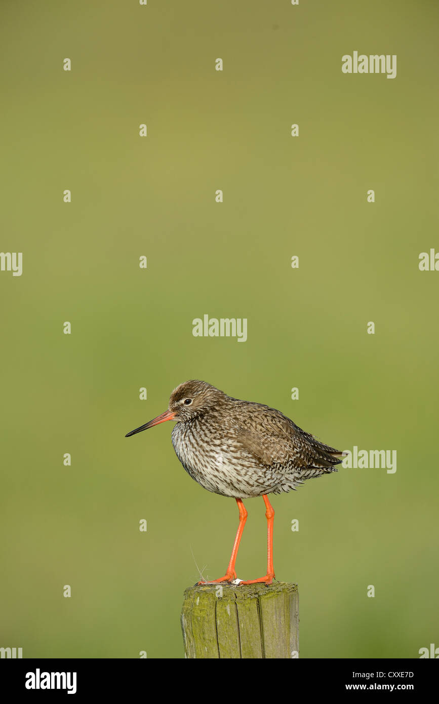 Comune (Redshank Tringa totanus), appollaiato su un post, Texel, Paesi Bassi, Europa Foto Stock