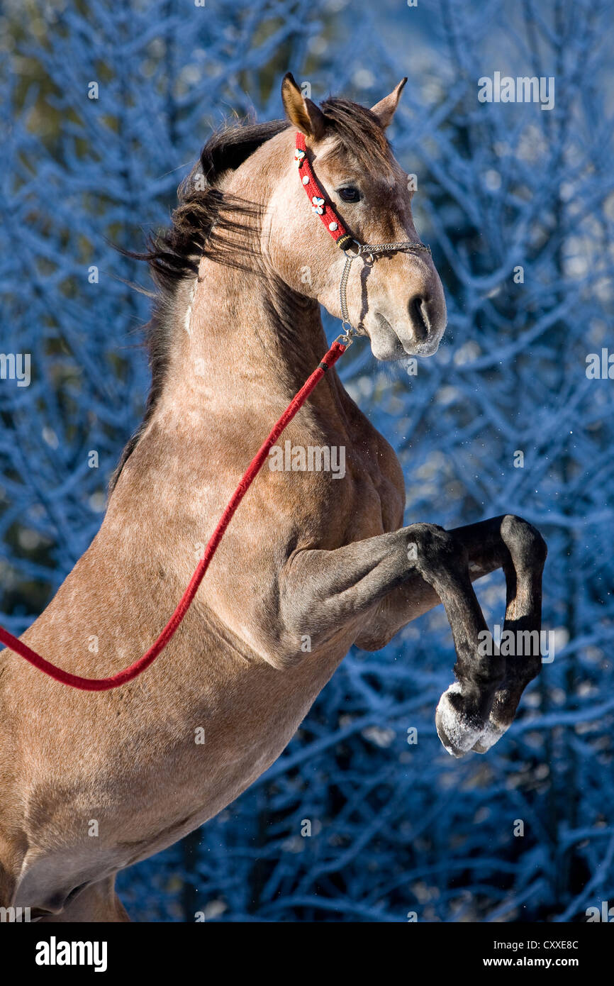 Stallone arabo, Stefano, in piedi sulle zampe posteriori, in inverno, Tirolo del nord, Austria, Europa Foto Stock