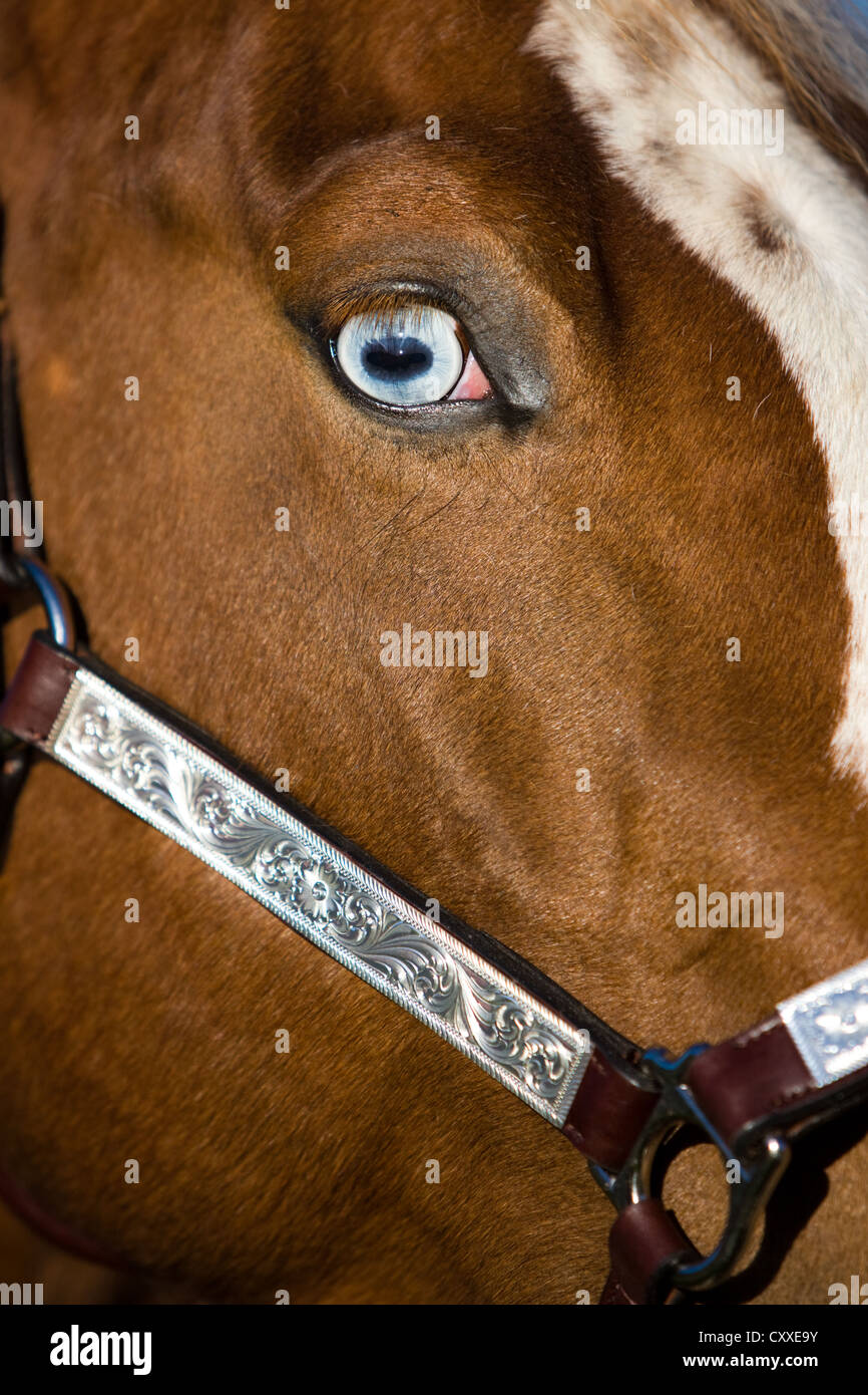Paint Horse mare, sorrel tobiano chiazzato, fish eye, indossando uno spettacolo halter, Tirolo del nord, Austria, Europa Foto Stock