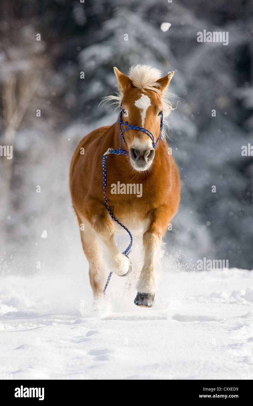 Chestnut avelignese con una corda capezza e corda gallopping nella neve, Tirolo del nord, Austria, Europa Foto Stock