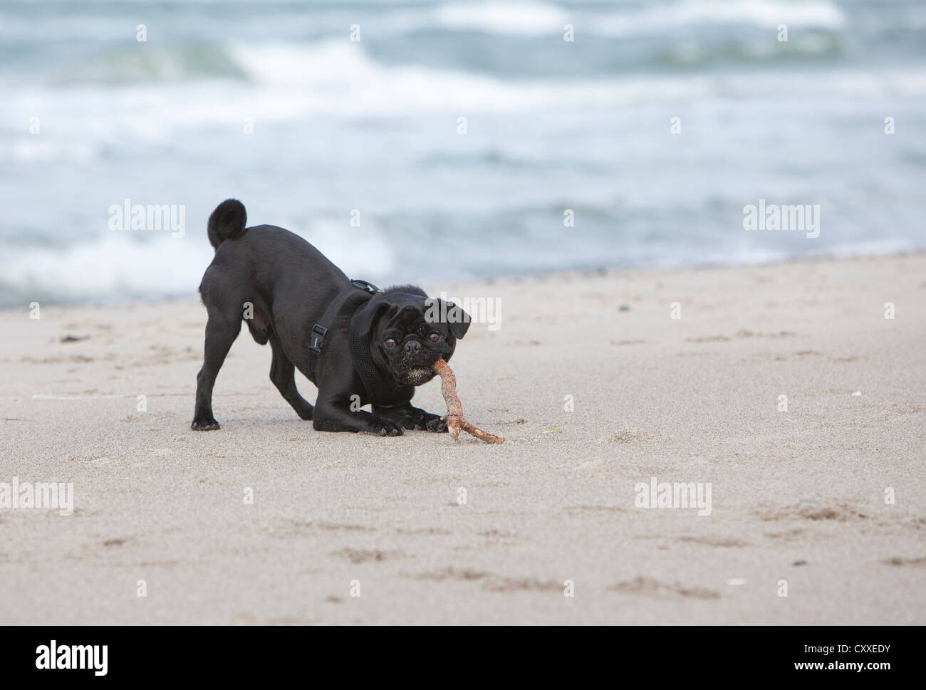 Giovane nero pug in spiaggia, masticare su un bastone Foto Stock