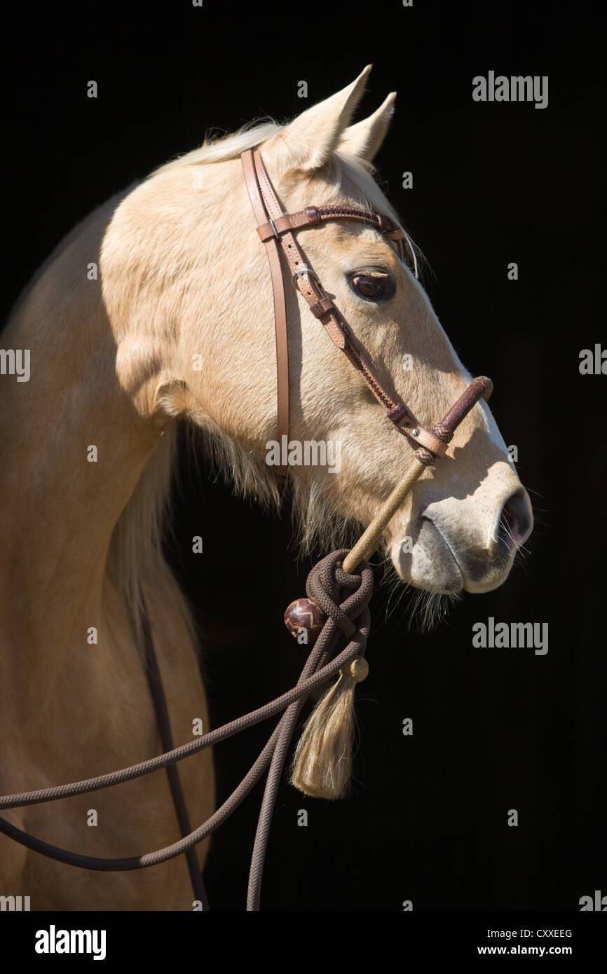 Quarter Horse mare, Palomino, ritratto indossando un bosal noseband, Tirolo del nord, Austria, Europa Foto Stock