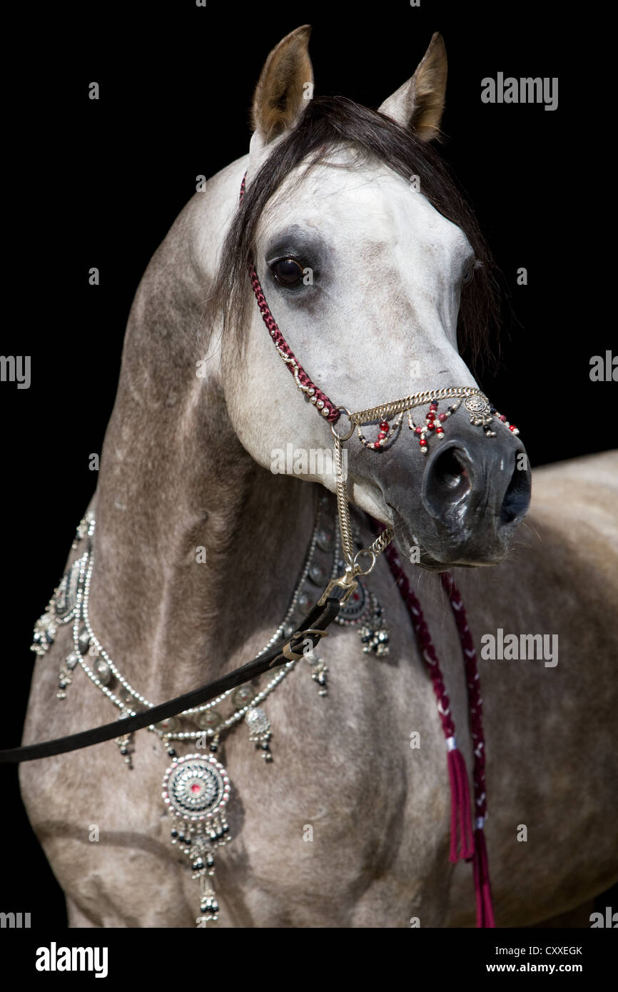 Stallone arabo, colline punteggiano il grigio, ritratto indossando un show halter e gioielli, Tirolo del nord, Austria, Europa Foto Stock