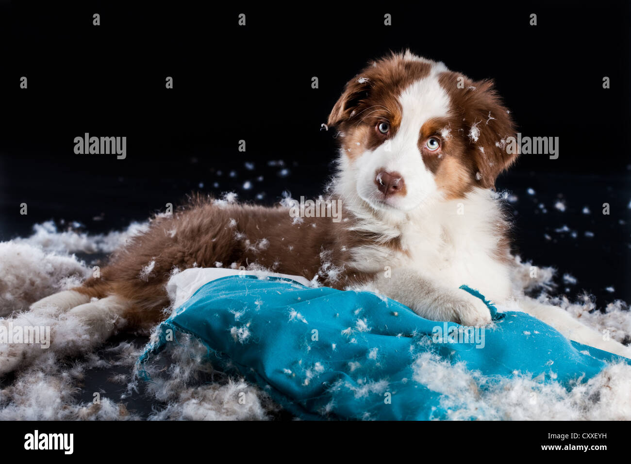 Pastore australiano cucciolo sdraiato su un cuscino strappato e ripieno Foto Stock