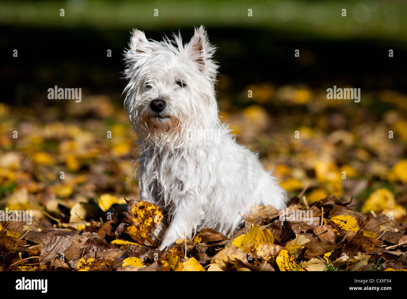 West Highland Terrier seduto nel fogliame di autunno, Tirolo del nord, Austria, Europa Foto Stock
