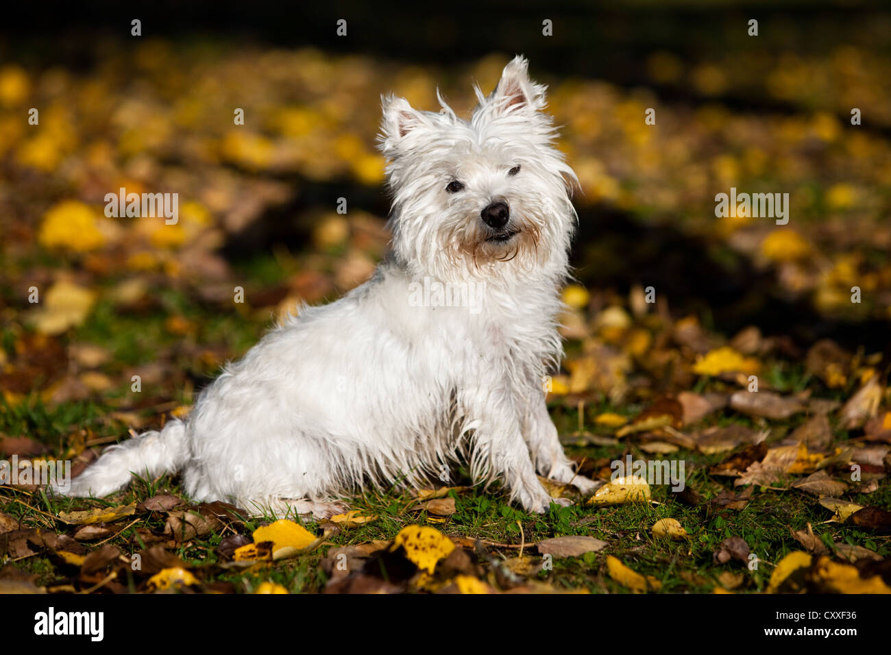 West Highland Terrier seduto nel fogliame di autunno, Tirolo del nord, Austria, Europa Foto Stock