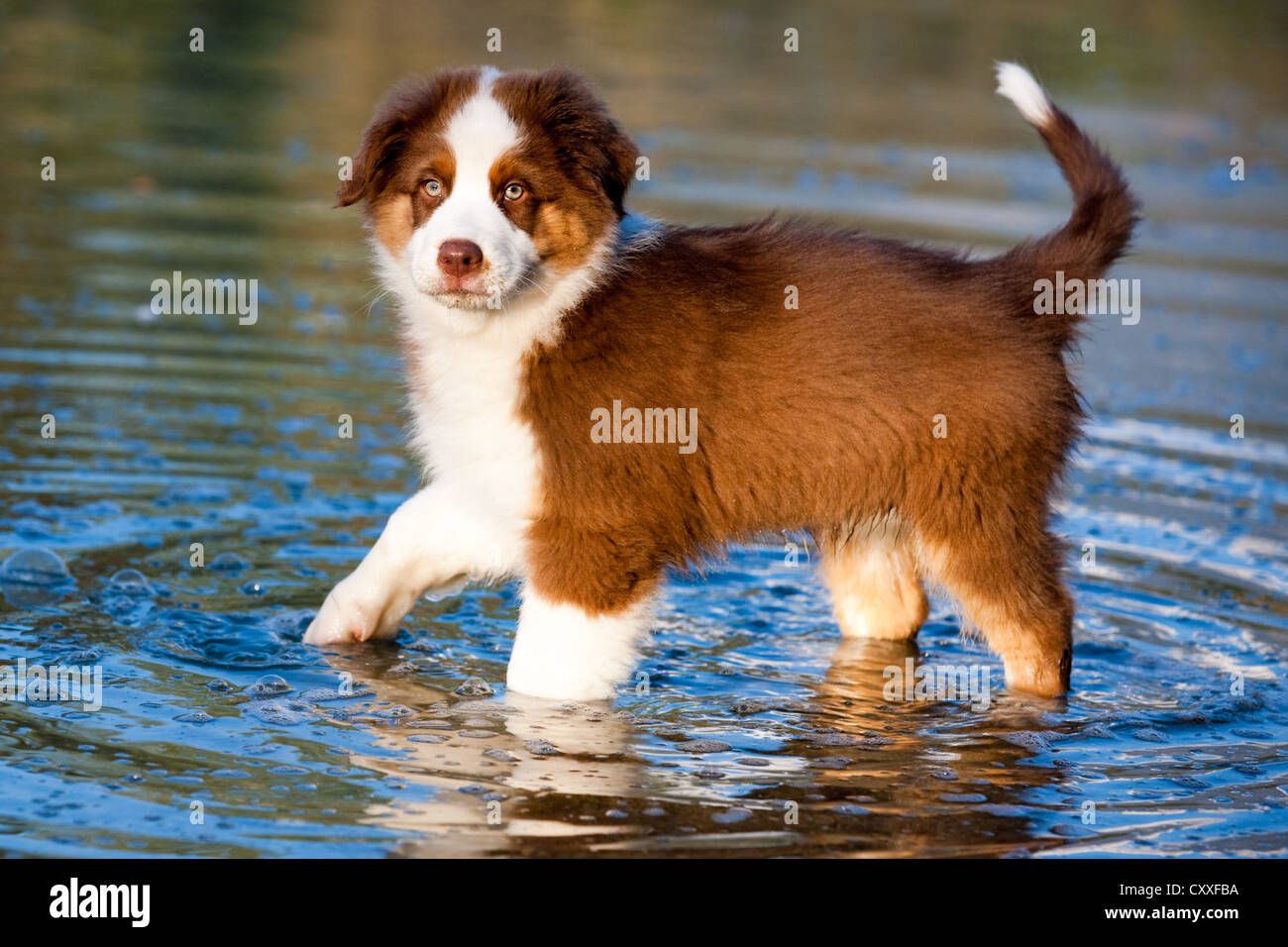 Pastore australiano cucciolo in piedi in acqua, Tirolo del nord, Austria, Europa Foto Stock