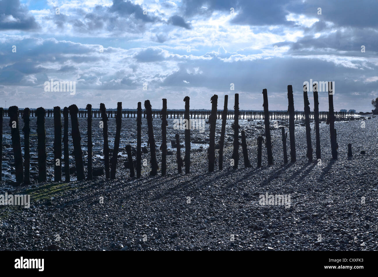 Legname stagionato pennelli, east mersea, Essex, Inghilterra Foto Stock