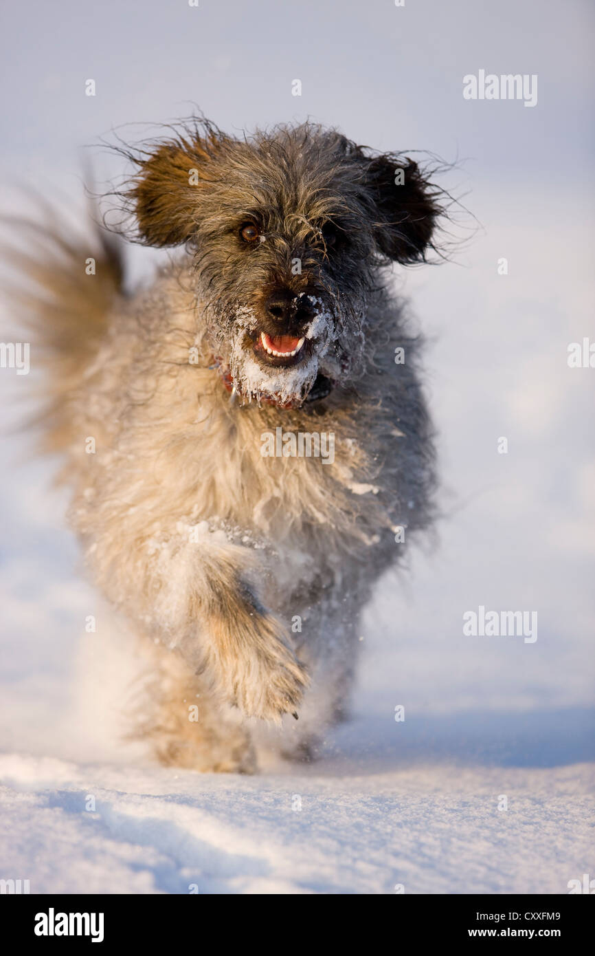Pirenei cane pastore, Berger des Pyrenees, in esecuzione su neve, Tirolo del nord, Austria, Europa Foto Stock