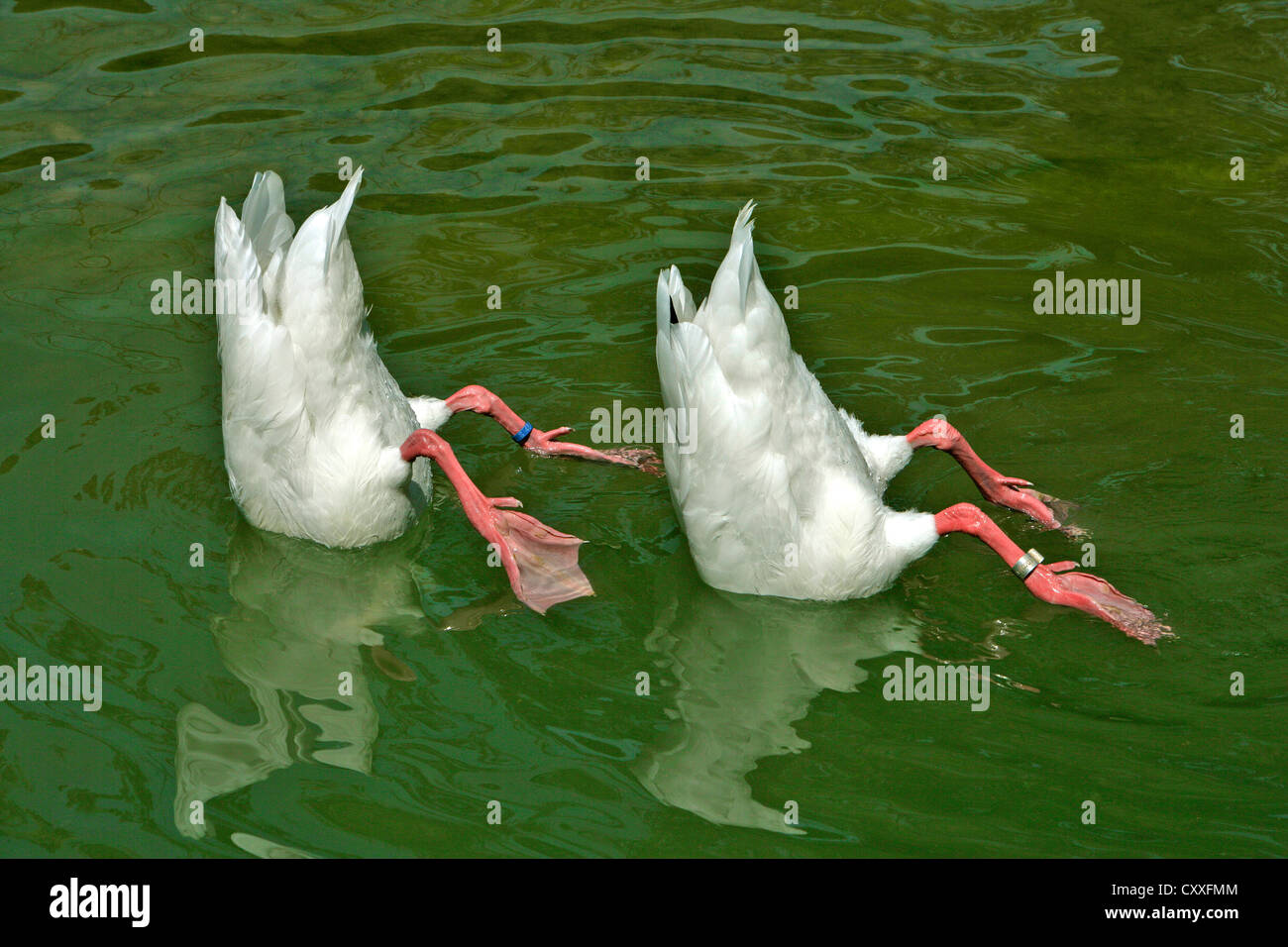 Due anatre bianco con testa sotto acqua, nuoto sincronizzato Foto Stock