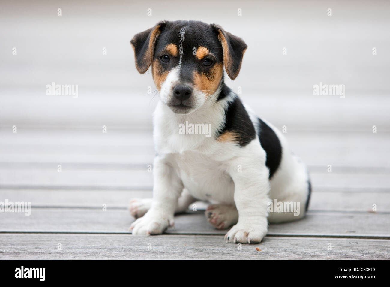 Jack Russell Terrier, cucciolo seduto sul pavimento di legno, Tirolo del nord, Austria, Europa, non esclusivo utilizzo: Calendario, IN TUTTO IL MONDO Foto Stock