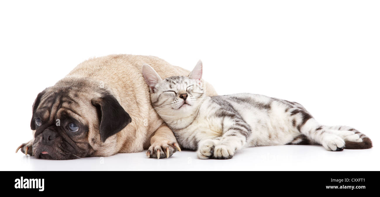 Cat prendendo un pisolino appoggiato al cane Foto Stock