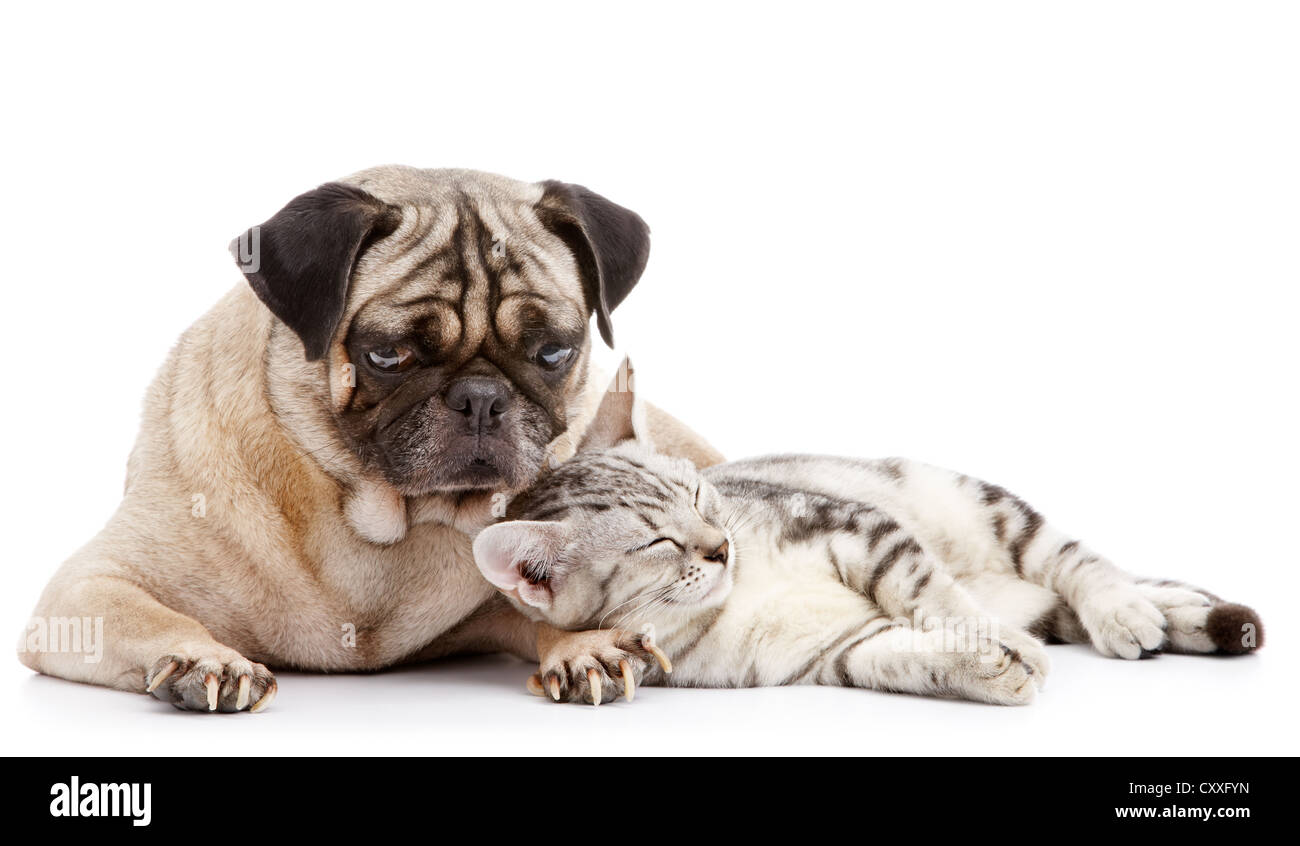 Cat schiacciare un pisolino mentre pug cercando dopo Foto Stock