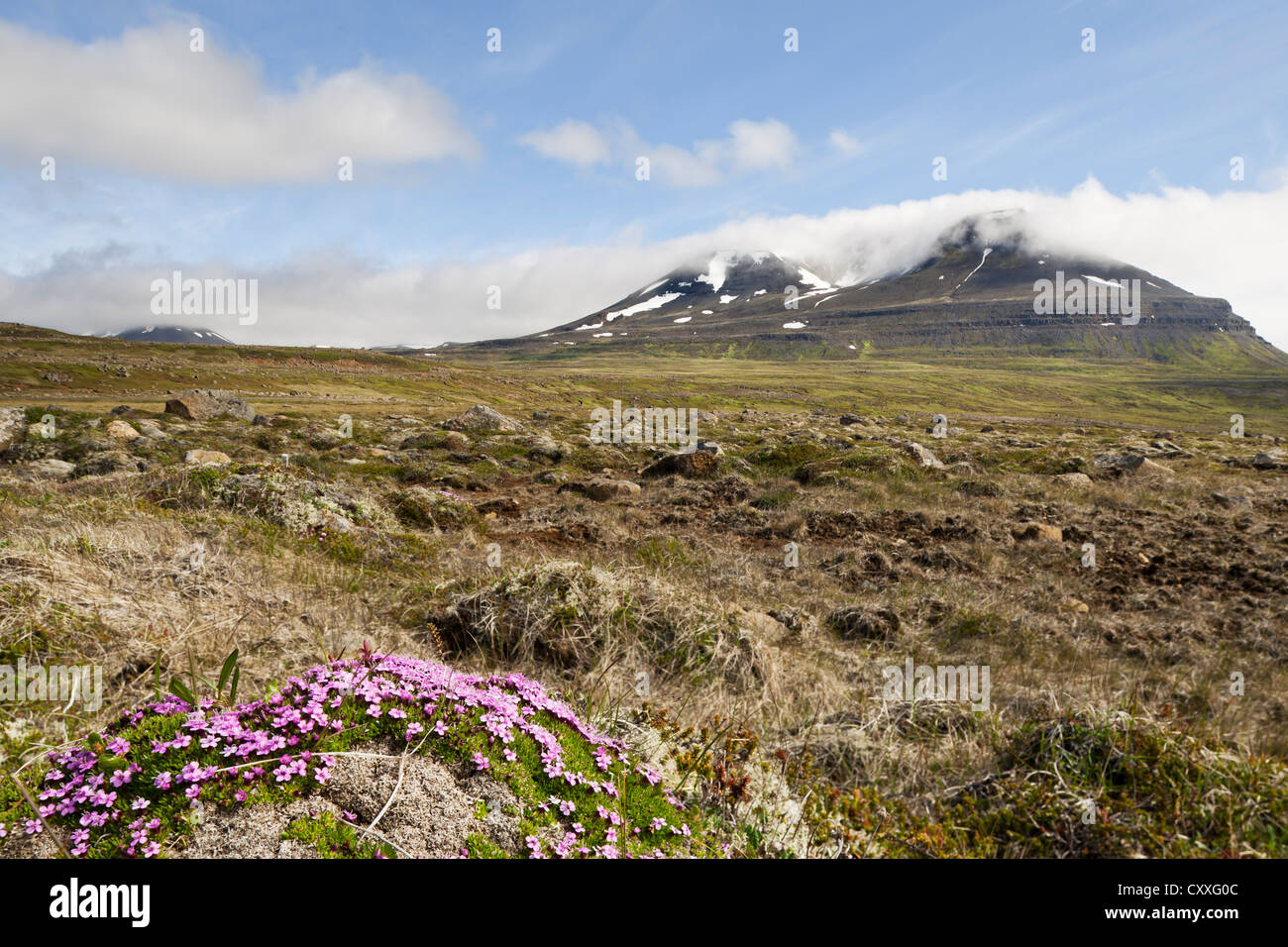 Moss campion o cuscino rosa (Silene acaulis), Bakkaheiði, costa nord, Islanda, Europa Foto Stock