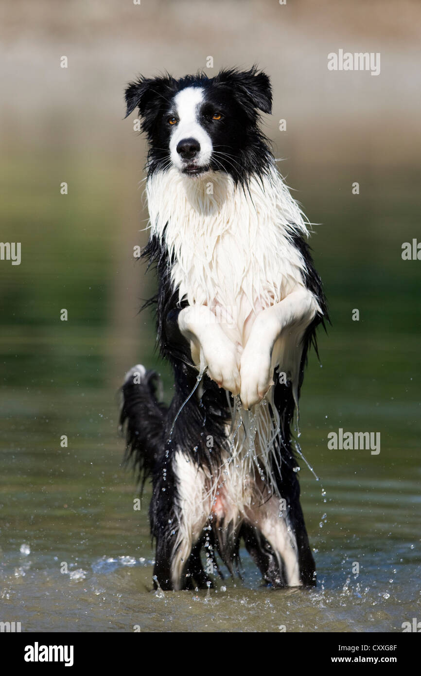 Border Collie in piedi sulle zampe posteriori in acqua, Tirolo del nord, Austria, Europa Foto Stock