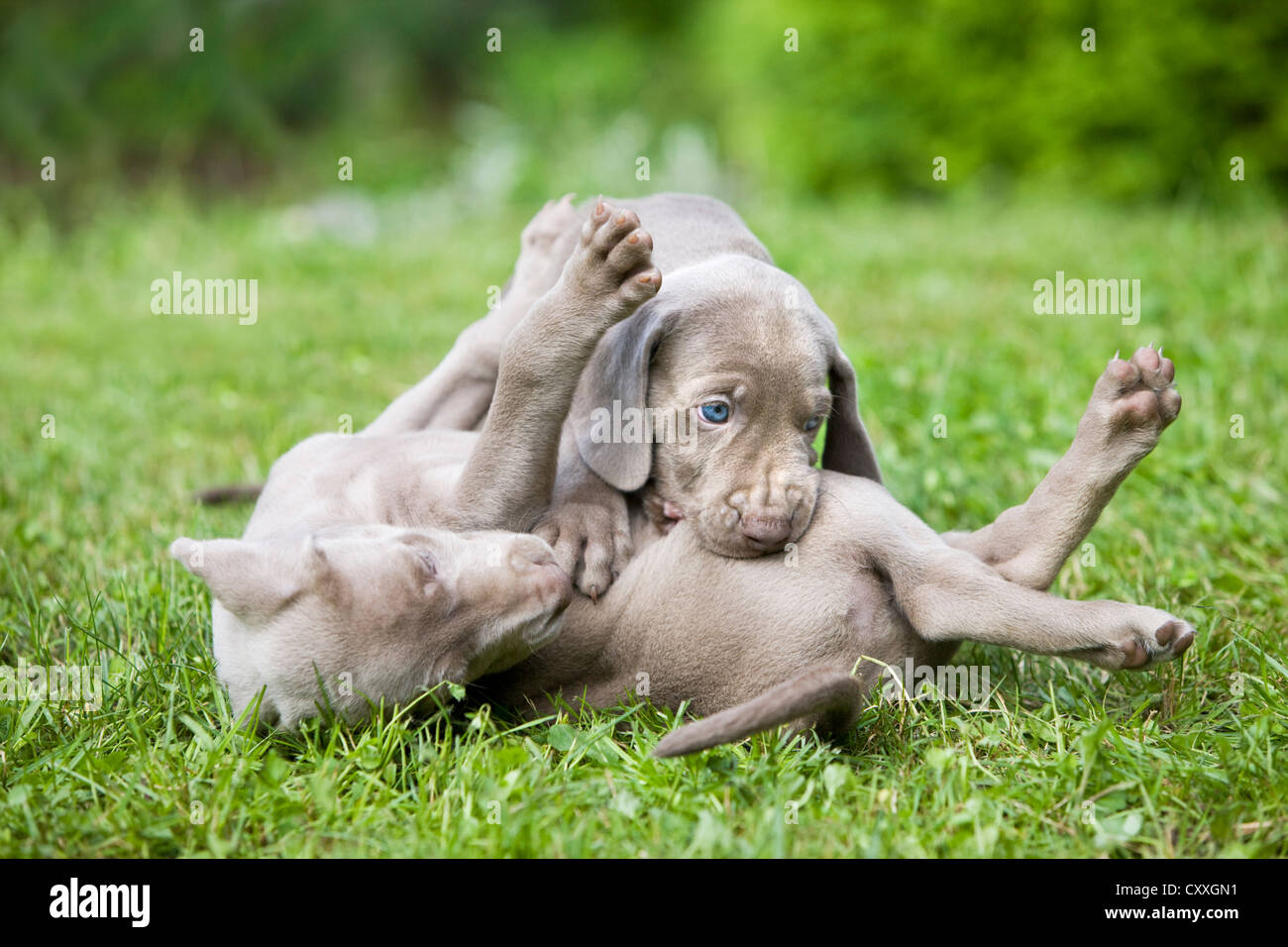 Cani Weimaraner, cuccioli, giocando su un prato, Tirolo del nord, Austria, Europa Foto Stock