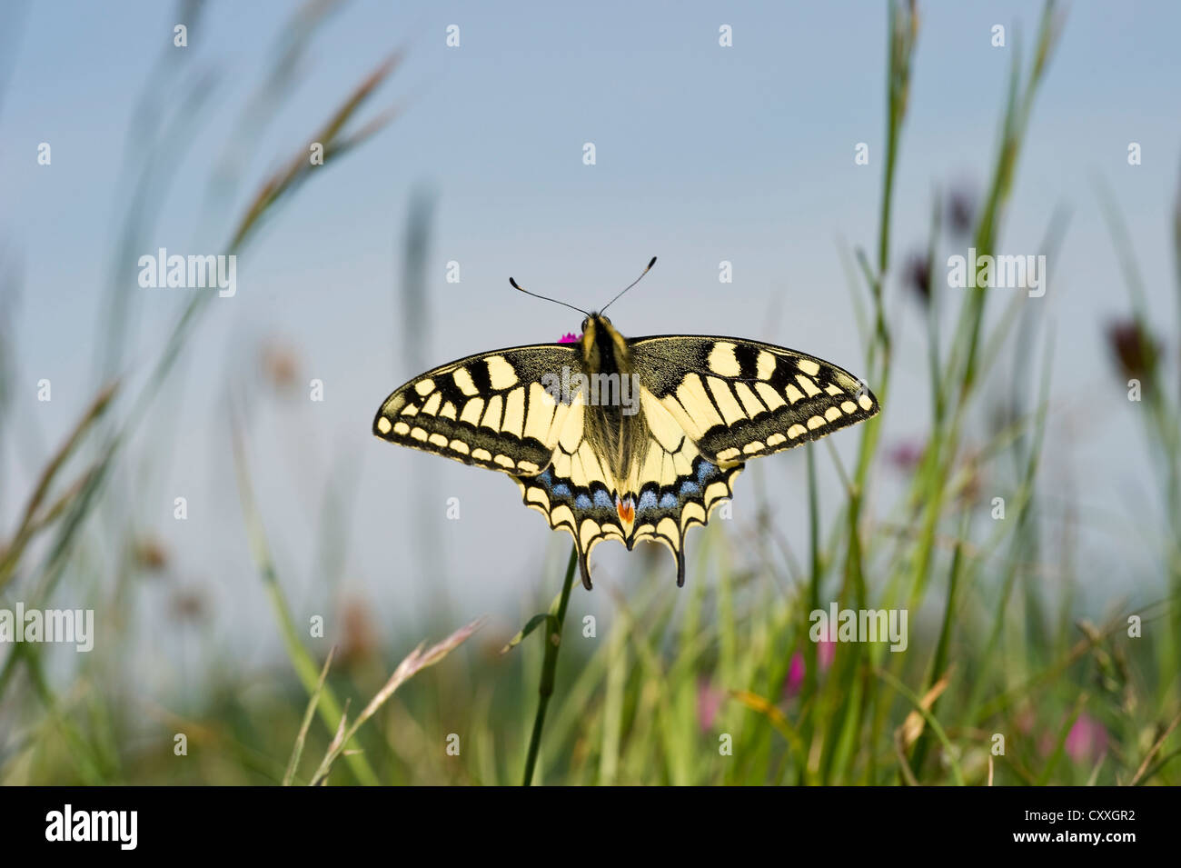 Il vecchio mondo coda forcuta (Papilio machaon), Badberg riserva naturale, Kaiserstuhl mountain range, Baden-Wuerttemberg Foto Stock