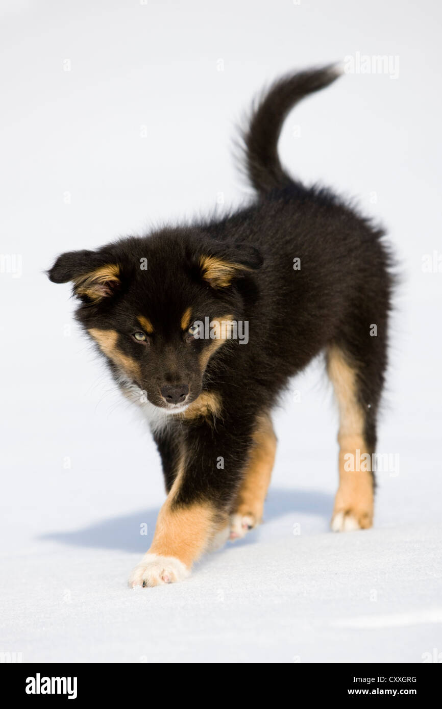 Pastore australiano cucciolo, tricolore, passeggiate nella neve, Tirolo del nord, Austria, Europa Foto Stock