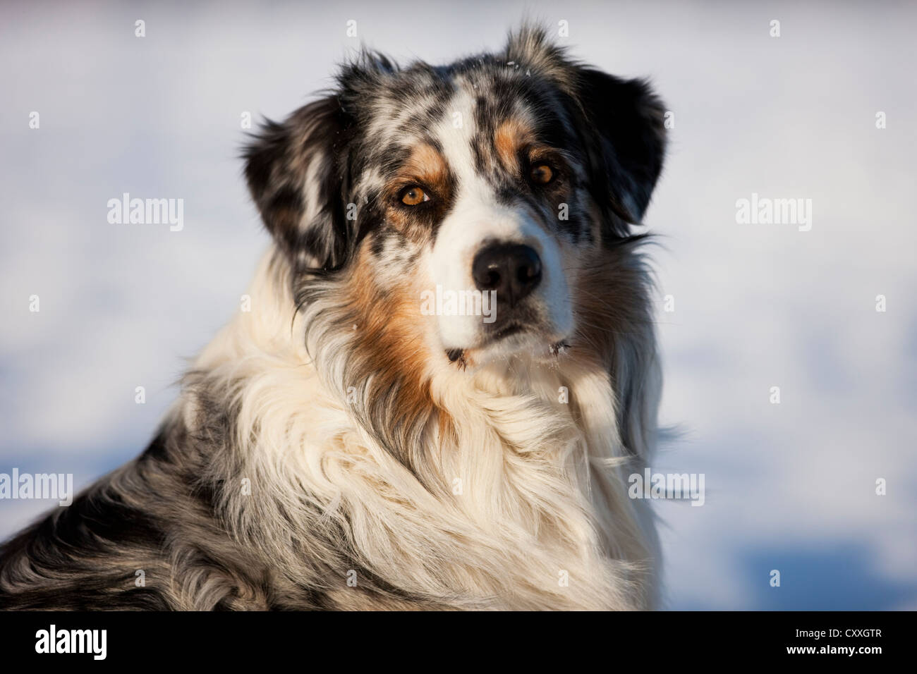 Pastore australiano, blue merle, ritratto nella neve, Tirolo del nord, Austria, Europa Foto Stock