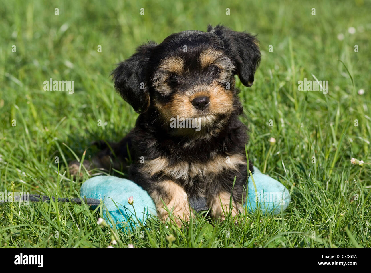 Mixed-breed puppy giacente su una forma di osso cuscino, Tirolo del nord, Austria, Europa Foto Stock