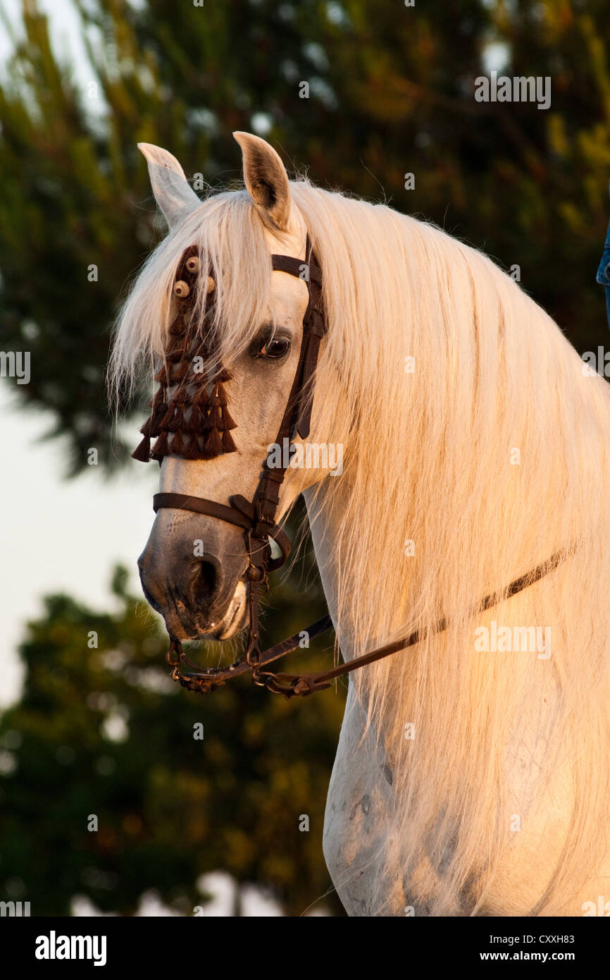 Grigio cavallo Andaluso con mosquero sulla briglia, ritratto, Pura Raza Española, El Rocio, Almonte, Huelva, Andalusia Foto Stock