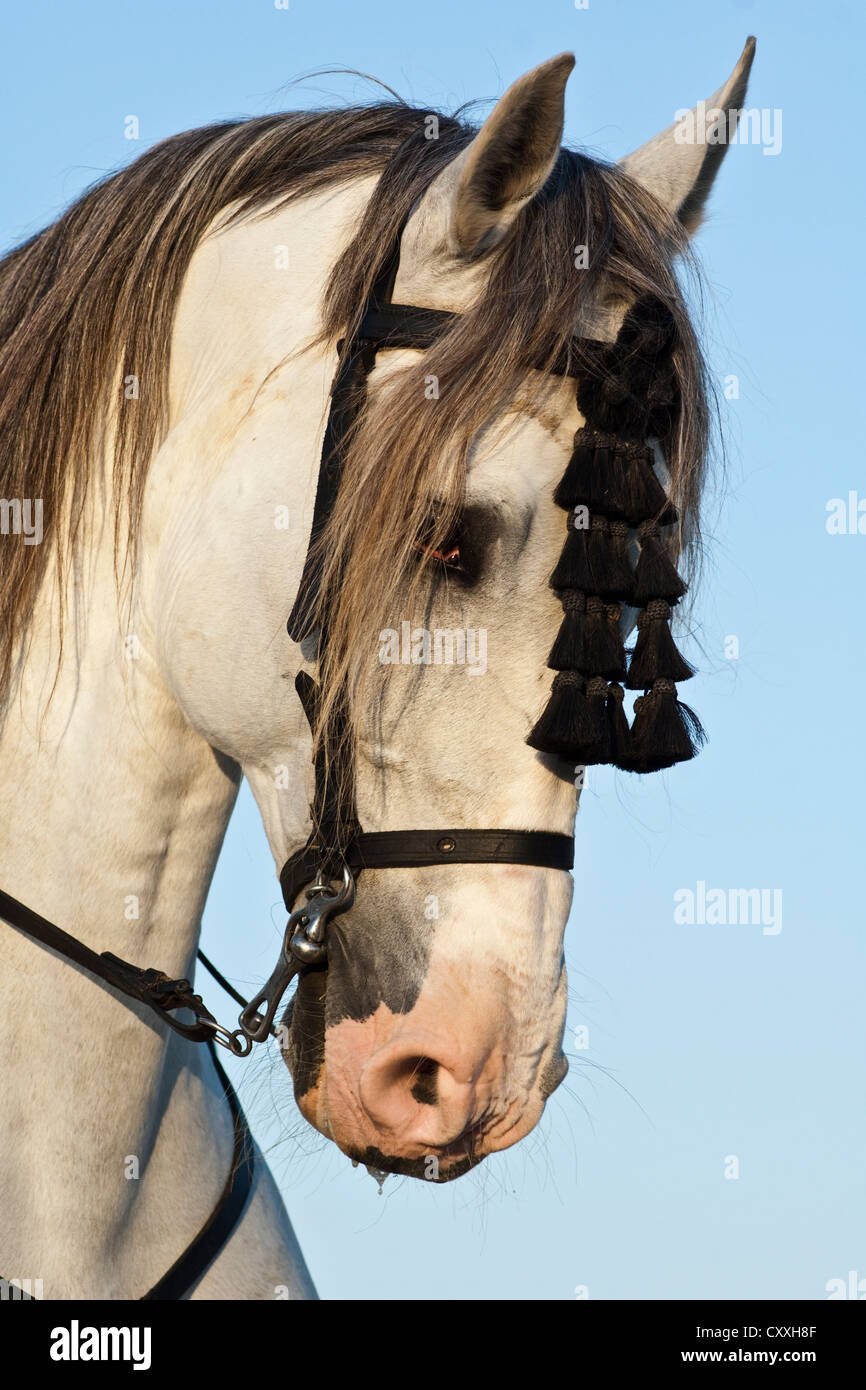 Grigio cavallo Andaluso con mosquero sulla briglia, ritratto, El Rocio, Almonte, Huelva, Andalusia, Spagna, Europa Foto Stock