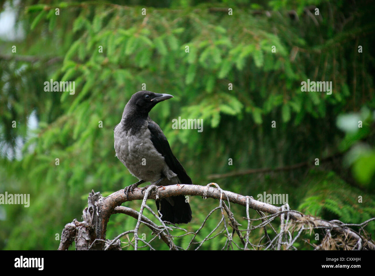 Cornacchia Mantellata (Corvus corone cornix), fledged giovani bird, Norvegia, Europa Foto Stock