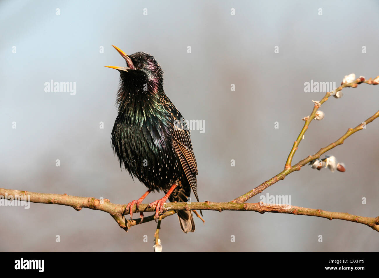 Starling (Sturnus vulgaris), visualizzando il corteggiamento, cantando, Allgaeu, Bavaria Foto Stock