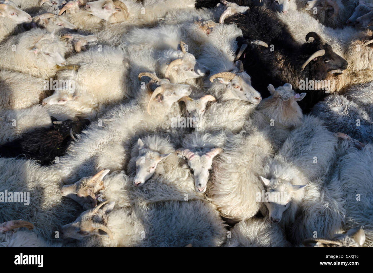 Pecora nera tra white pecore, gregge di pecore vicino a Kirkjubaejarklaustur, sud dell'Islanda, Islanda, Europa Foto Stock