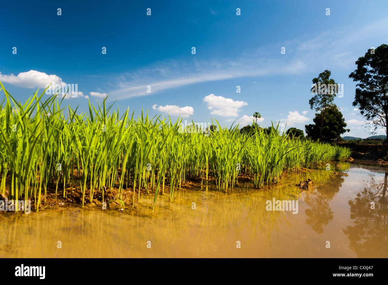 Le piante di riso in acqua, la coltivazione del riso, riso paddy, Thailandia del Nord della Thailandia, Asia Foto Stock