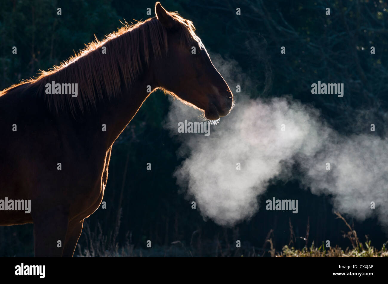Cavallo, condensazione del respiro, Sud Africa e Africa Foto Stock