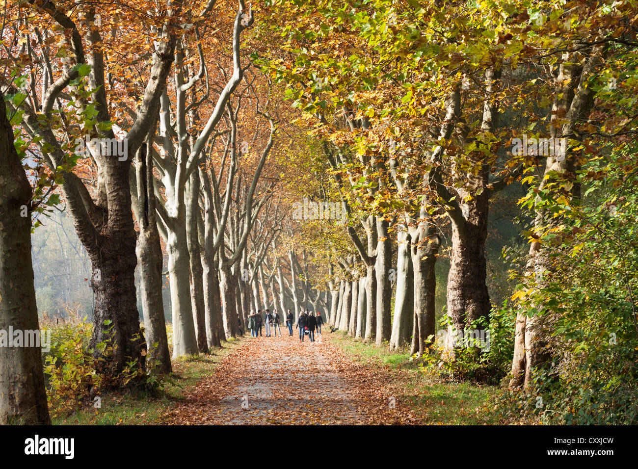 Strada alberata, platani in autunno, Isola di Mainau, Lago di Costanza, Baden-Wuerttemberg Foto Stock