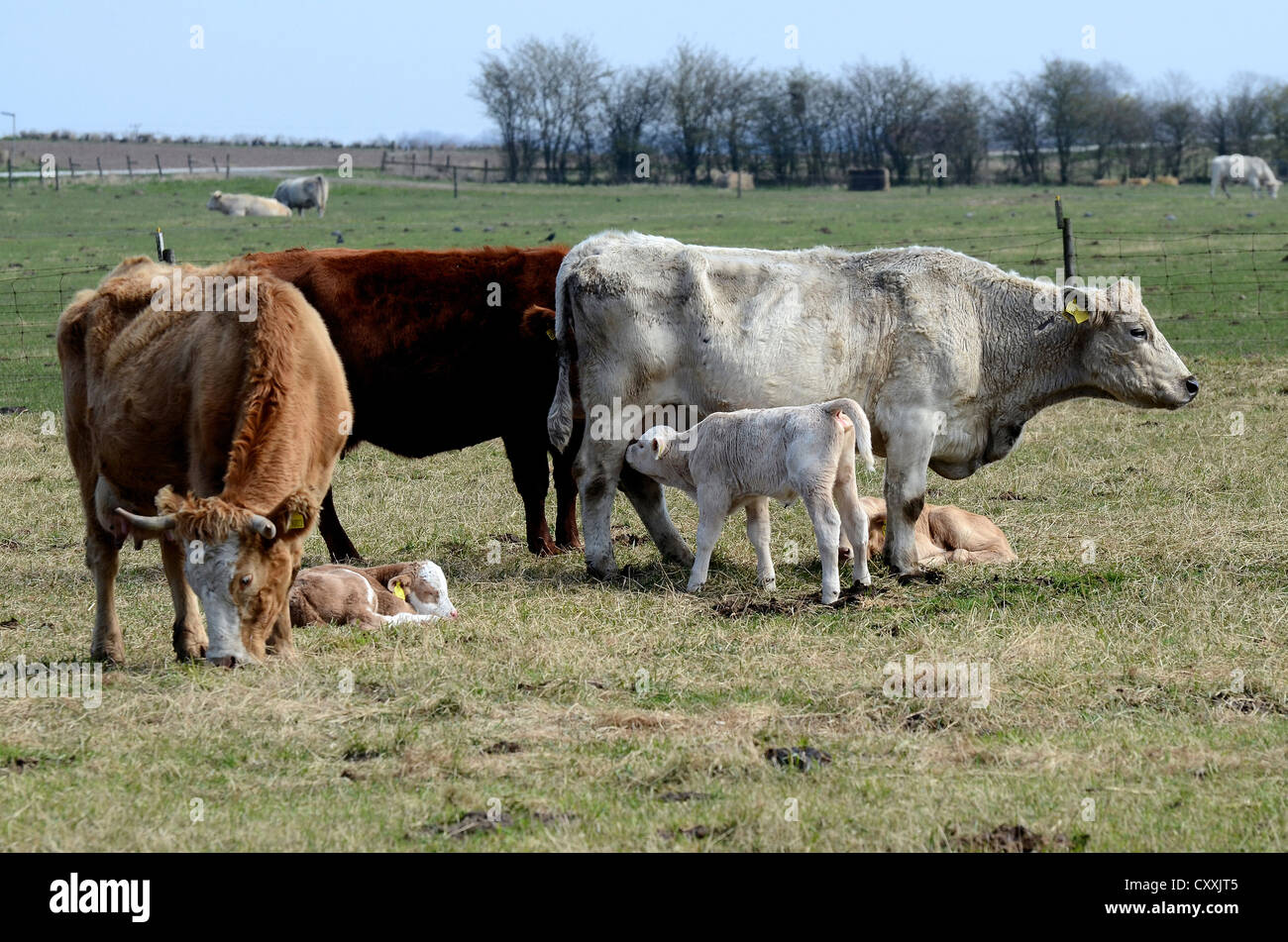 Charolais vacche e croste su pascolo, Kabusa, Skane, Svezia, Europa Foto Stock